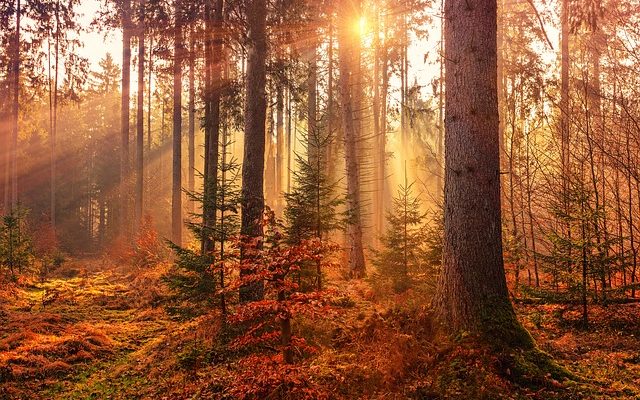 Comment vendre du bois de charpente en chêne résidentiel