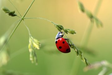 Comment voir un télescope à trois points rouges sur un arc en croix