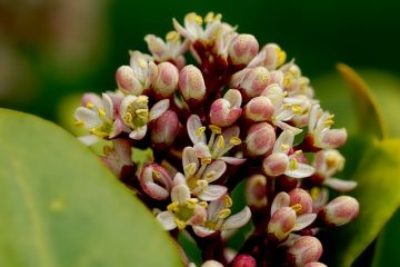 Disposition de cultures intercalaires mixtes pour un jardin potager