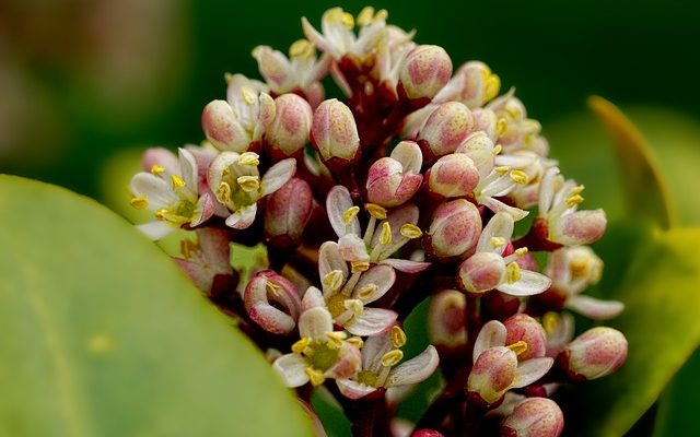 Disposition de cultures intercalaires mixtes pour un jardin potager