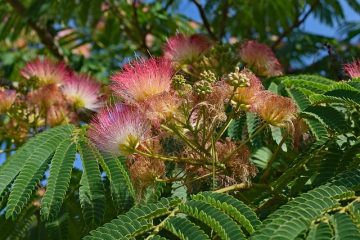 Dommages causés par le gel d'un arbre à mimosa