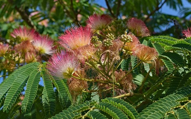 Dommages causés par le gel d'un arbre à mimosa