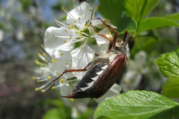 Insectes ravageurs des pommiers