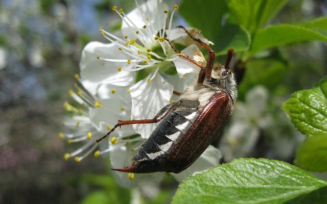 Insectes ravageurs des pommiers