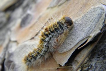 Les effets de l'infestation par les vers à long terme