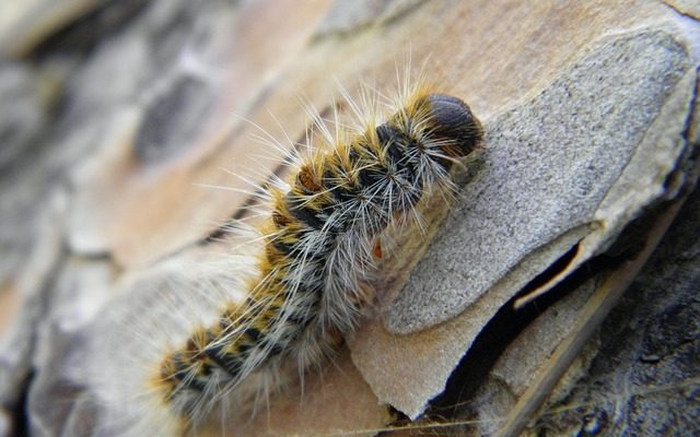 Les effets de l'infestation par les vers à long terme