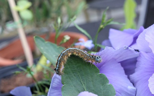 Les insectes qui mangent la chair humaine