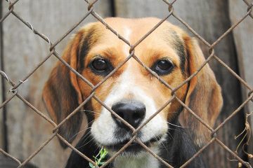 Les meilleures options de plancher pour les chiens d'extérieur Kennels Runs