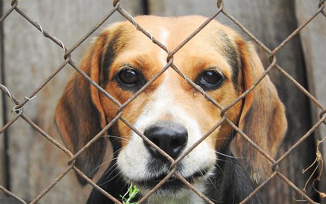 Les meilleures options de plancher pour les chiens d'extérieur Kennels Runs