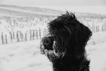 Les meilleurs pinceaux pour un caniche