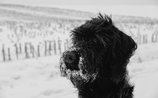 Les meilleurs pinceaux pour un caniche