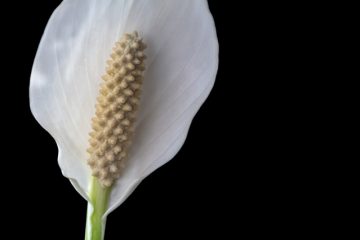 Liste des plantes à fleurs pour l'ombrage