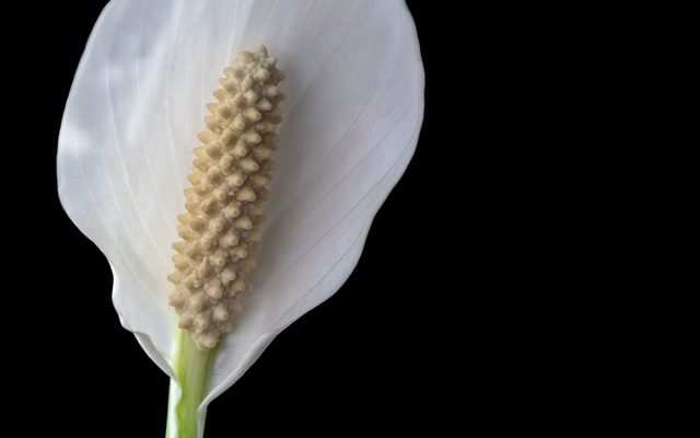 Liste des plantes à fleurs pour l'ombrage