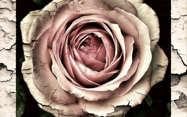 Ma cerise Laurel perd ses feuilles de laurier