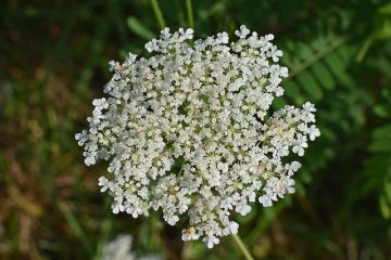 Mauvaises herbes à feuilles comme une carotte