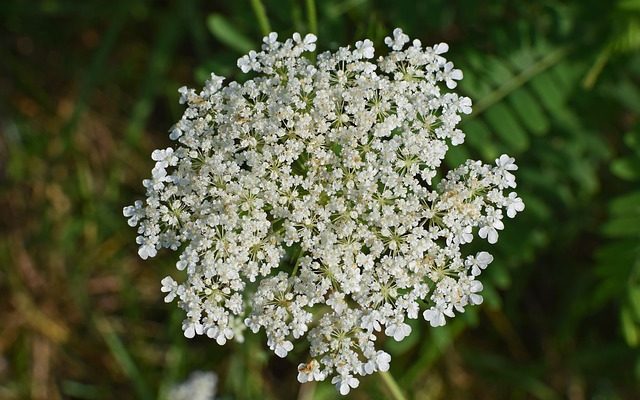 Mauvaises herbes à feuilles comme une carotte