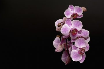 Petites punaises argentées dans le sol de plantes d'orchidées