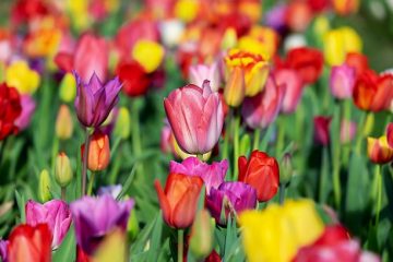 Plantes pour un jardin méditerranéen