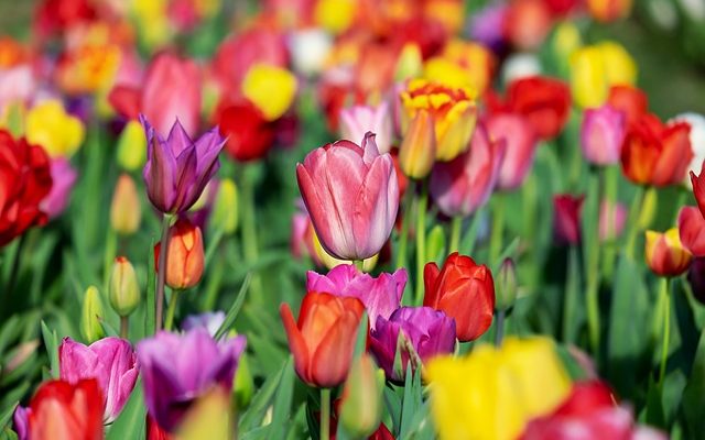 Plantes pour un jardin méditerranéen