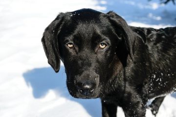 Premiers soins canins pour l'hémorragie rectale chez le chien