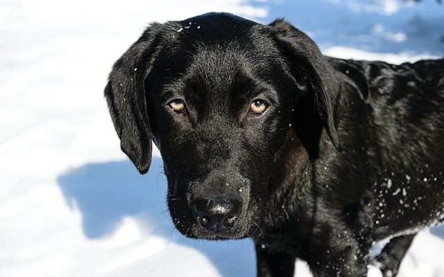 Premiers soins canins pour l'hémorragie rectale chez le chien