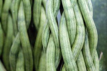 Quand planter des légumes dans un jardin ?