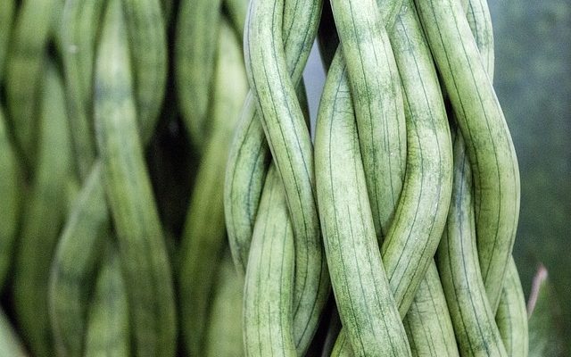 Quand planter des légumes dans un jardin ?