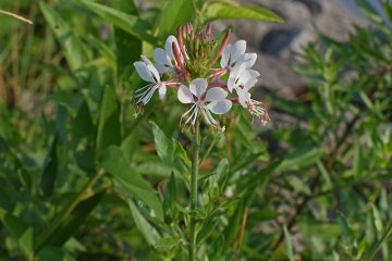 Quand tailler la gaura