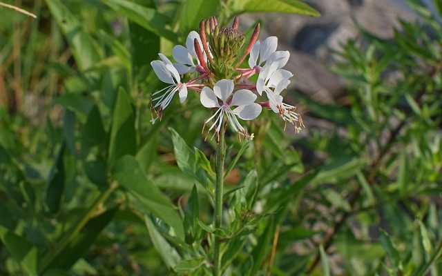 Quand tailler la gaura