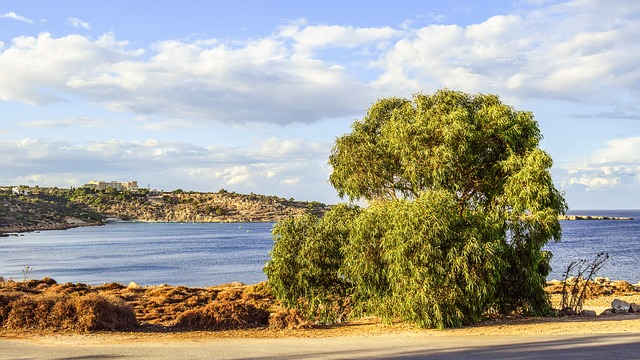 Quand tailler les eucalyptus ?