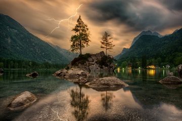 Quel est le coût moyen de l'abattage d'un grand arbre ?