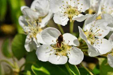 Quelles sortes de fruits poussent dans la forêt amazonienne ?