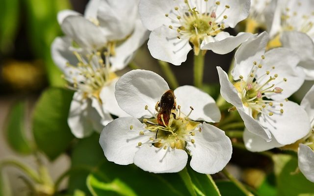 Quelles sortes de fruits poussent dans la forêt amazonienne ?