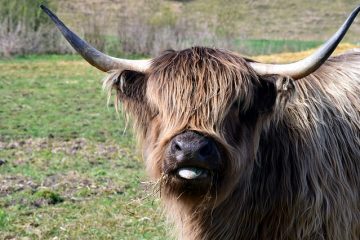 Symptômes d'ulcère de la langue