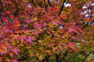 Variétés d'érables japonais