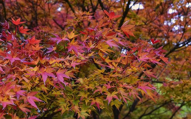 Variétés d'érables japonais