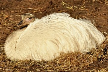 Animaux en voie de disparition pour les enfants