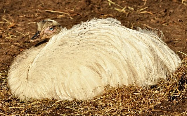 Animaux en voie de disparition pour les enfants