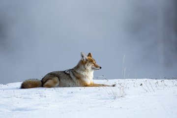 Animaux omnivores dans le désert