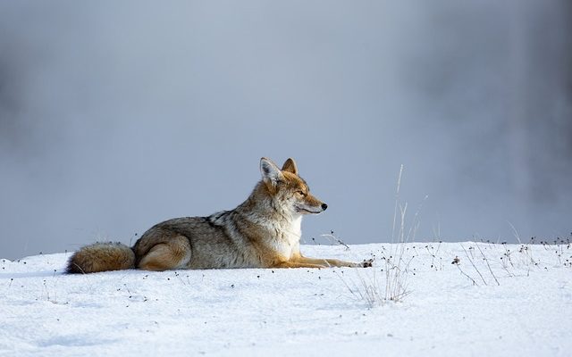 Animaux omnivores dans le désert