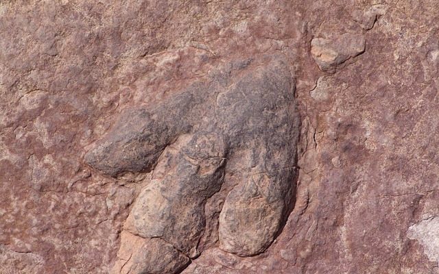 Cinq types de fossiles différents