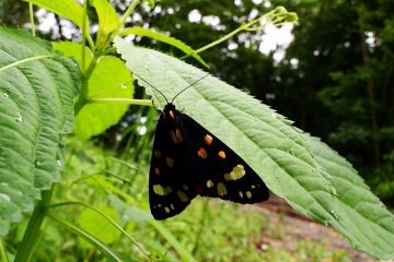 Comment combattre une infestation de papillons de nuit