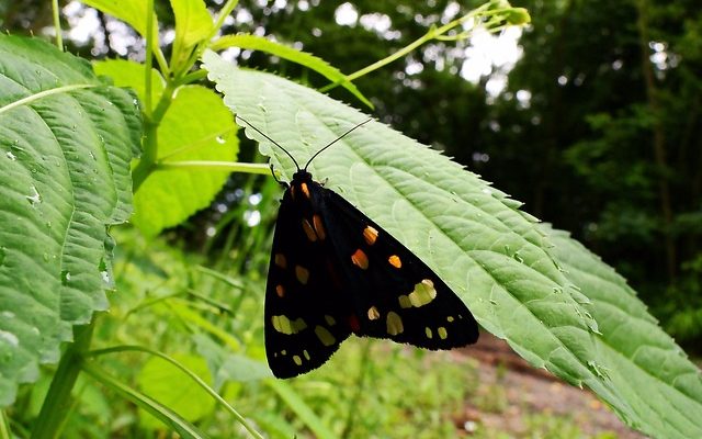 Comment combattre une infestation de papillons de nuit