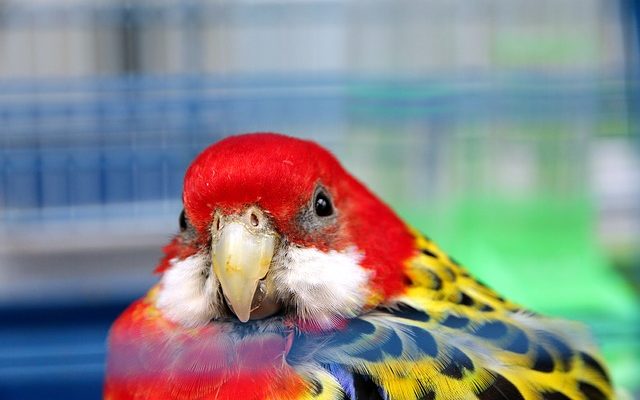 Comment construire une cage de furet à partir d'une étagère à livres