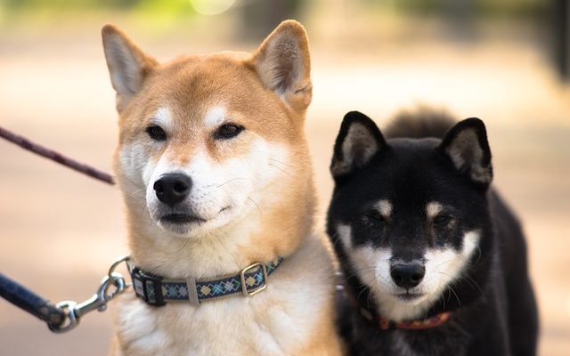 Comment contrôler un chien mâle autour d'une chienne en chaleur ?