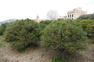 Comment cultiver un oranger en Espagne