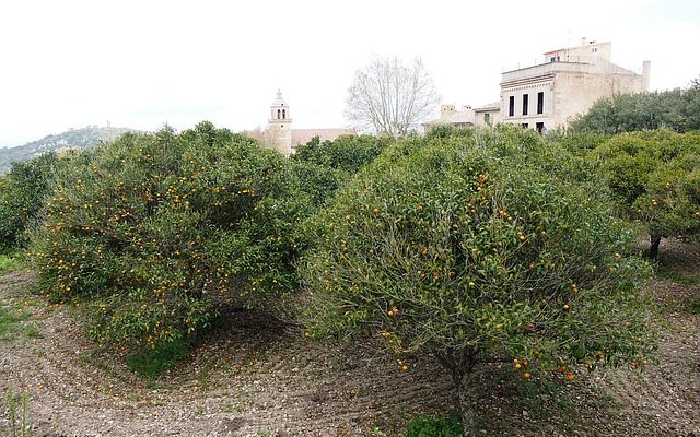 Comment cultiver un oranger en Espagne