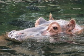 Comment fabriquer un masque Hippopotamus
