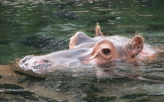 Comment fabriquer un masque Hippopotamus