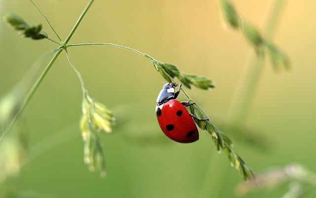 Comment peindre de l'herbe réaliste